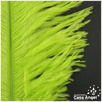 PLUMA DE AVESTRUZ FEMBODY PISTACHO 35cm