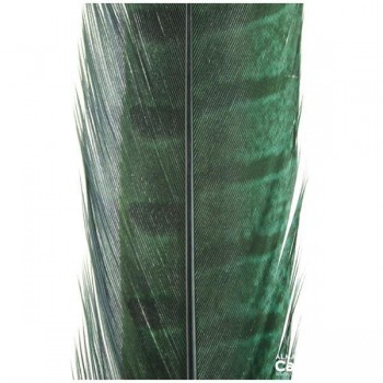 PLUMA DE FAISÁN TINTADA VERDE CON LABRADO NATURAL 45cm