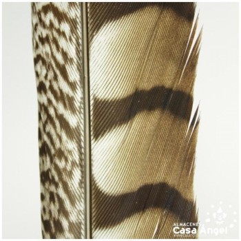 PLUMA COLA DE FAISÁN AL NATURAL 90cm