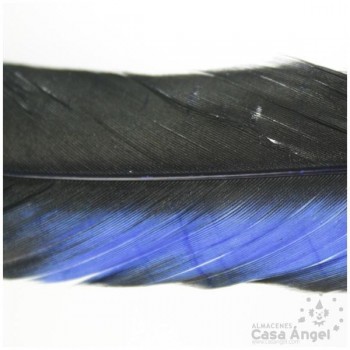 PLUMA DE COLA DE GALLO TINTADA AZUL SOBRE NATURAL 35cm