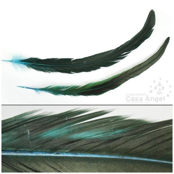 PLUMA DE COLA DE GALLO TINTADA TURQUESA SOBRE NATURAL 35cm
