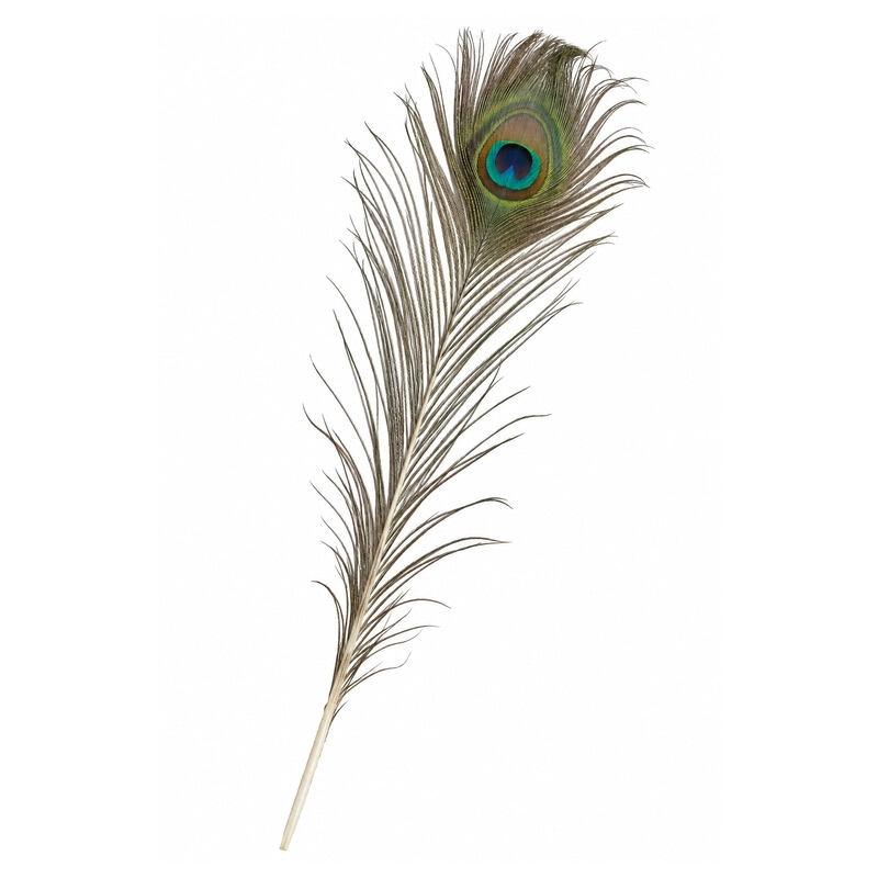 PLUMA DE PAVO REAL NATURALE CON ÓCULO 80cm