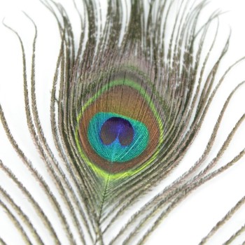 PLUMA DE PAVO REAL NATURALE CON ÓCULO 80cm