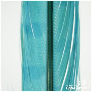 PLUMA LANZA COLA DE FAISÁN TEÑIDA TURQUESA 55cm